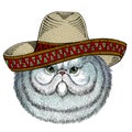 Persian longhair cat. Sombrero mexican hat. Pet portait. Animal head. Kitty face.