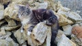 a persian marble cat on the stone