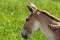 Persian Onager Headshot Royalty Free Stock Photo