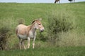 Persian Onager Royalty Free Stock Photo