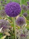 Persian onion, Allium cristophii of family, Amaryllidaceae