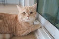 Persian orange cat looking at the camera and lying on the floor at home, mixed breed cat is a cross between two cat breeds or a