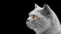 Persian pedigree british shorthair cat side pose isolated on black