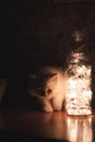 Persian punch face white cat sitting on a brown table near a bottle filled with led lights