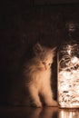 Persian Punch face white long hair cat with grey eyes looking at led lights in transparent bottle