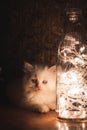 Persian Punch face white long hair cat with grey eyes sitting on brown table with led lights in glass bottle