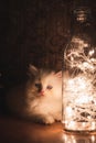 Persian Punch face white long hair cat with grey eyes sitting on brown table with led lights in glass bottle