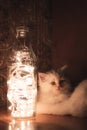 Persian Punch face white long hair cat with grey eyes sitting on brown table with led lights in glass bottle