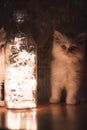 Persian Punch face white long hair cat with grey eyes standing on brown table looking at led lights in glass bottle