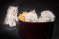 Persian cats Royalty Free Stock Photo