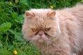 A persian red cat Royalty Free Stock Photo