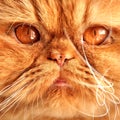 Persian red cat muzzle Royalty Free Stock Photo