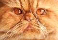 Persian red cat muzzle Royalty Free Stock Photo