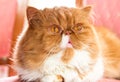 Persian long-haired cat with big eyes on a pink background Royalty Free Stock Photo