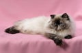 Persian seal tortie colorpoint cat Royalty Free Stock Photo