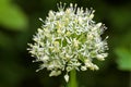 Persian shallot flowers in white named Mount Everest blossoming