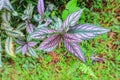 Persian Shield displaying it`s vibrant shades of purple and green in Indonesian Forest