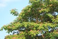 Persian silk tree