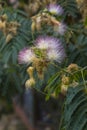 Persian Silk Tree, or Mimosa Tree Flowers Royalty Free Stock Photo