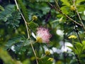 Persian Silktree flower Albizia Julibrissin in tropical Suriname South-America