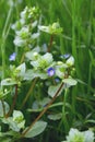 Persian Speedwell Flowers, Veronica persica Royalty Free Stock Photo