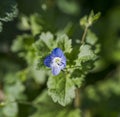 Persian speedwell, Veronica persica