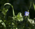 Persian speedwell, Veronica persica