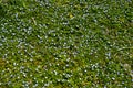 Persian speedwell ( Veronica persica ) flowers. Plantaginaceae biennial plants.