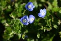 Persian speedwell ( Veronica persica ) flowers. Plantaginaceae biennial plants.