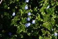 Persian speedwell ( Veronica persica ) flowers. Plantaginaceae biennial plants.