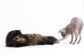 Persian tortie cat and sphynx on white background