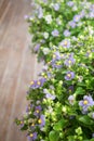 Persian Violet flowers in small pots on wooden balcony Royalty Free Stock Photo