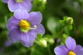 Persian violet\'s in full bloom. Cute small purple flowers Arabian, persian gentian ornamental plants in the garden. Royalty Free Stock Photo