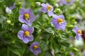 Persian violet\'s in full bloom. Cute small purple flowers Arabian, persian gentian ornamental plants in the garden. Royalty Free Stock Photo