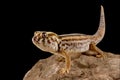 Persian wonder gecko Teratoscincus keyserlingii Royalty Free Stock Photo