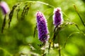 Persicaria Affinis