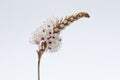 Persicaria affinis \'Darjeeling Red\'