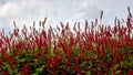 Persicaria affinis 'Darjeeling Red' flower on field