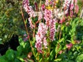 Persicaria affinis `Darjeeling Red` Royalty Free Stock Photo