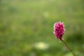 persicaria affinis dimity Royalty Free Stock Photo
