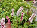 Persicaria affinis 'Donald Lowndes'