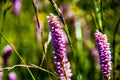 Persicaria Affinis one