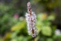 Persicaria affinis small pink white flowers on one stem in bloom Royalty Free Stock Photo