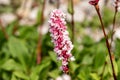 Persicaria affinis \'Superba