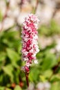 Persicaria affinis \'Superba