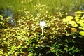 Persicaria amphibia blooms in July in a pond. Potsdam, Germany