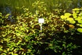 Persicaria amphibia blooms in July in a pond. Potsdam, Germany