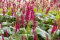 Close up mass of bright scarlet red spikes of Persicaria amplexicaulis `Firetail` red bistort flowers on long stems