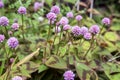 Persicaria capitata in bloom, prostrate herb Royalty Free Stock Photo