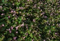 Persicaria capitata - Pink Knot Weed Wild Flower